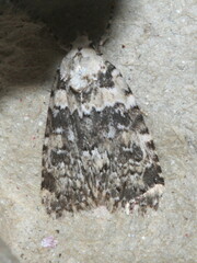 Bryophila domestica