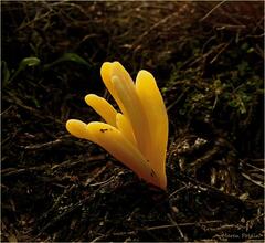 Clavaria argillacea