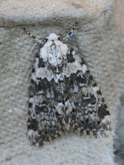 Bryophila domestica