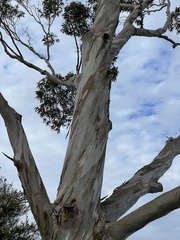 Eucalyptus pauciflora