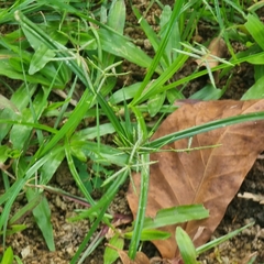Cyperus sphacelatus