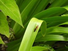 Ctenochares bicolorus