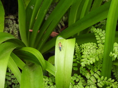 Ctenochares bicolorus