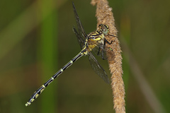 Austrogomphus ochraceus