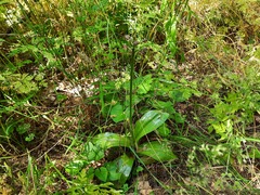 Orchis purpurea