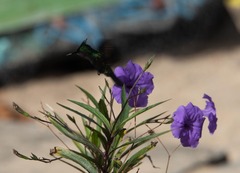 Orthorhyncus cristatus