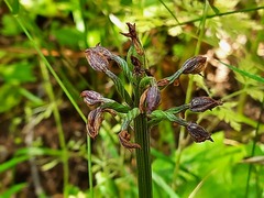 Orchis purpurea