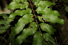 Cupaniopsis