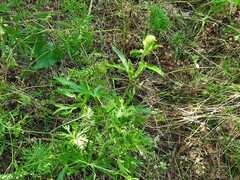 Delphinium macropogon