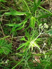 Delphinium macropogon