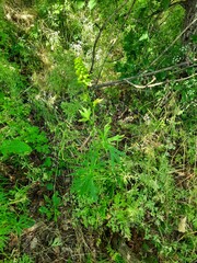 Delphinium macropogon
