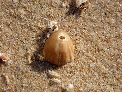 Brachiopoda