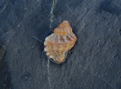 Turritriton labiosus