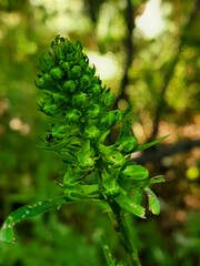 Delphinium macropogon