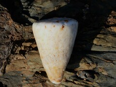 Conus capitaneus