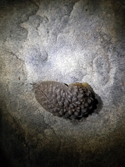 Pseudaneitea