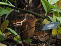 Ixobrychus cinnamomeus