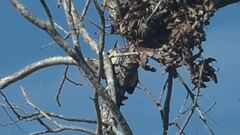 Melanerpes carolinus