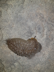 Pseudaneitea