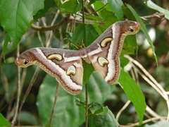 Epiphora boolana