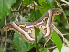 Epiphora boolana