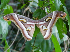 Epiphora boolana