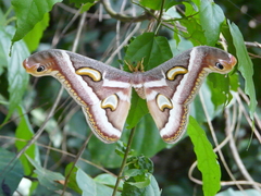 Epiphora boolana