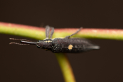 Rhinotia centralis