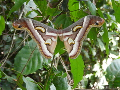 Epiphora boolana
