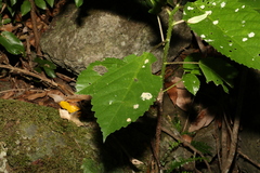 Dendrocnide photiniiphylla