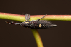 Rhinotia centralis