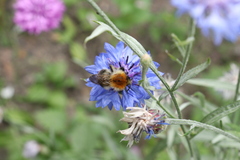 Bombus pascuorum
