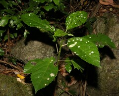 Dendrocnide photiniiphylla