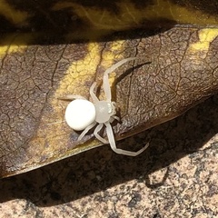 Zygometis xanthogaster