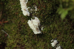 Stemonitopsis typhina