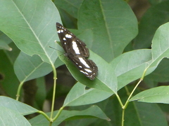 Phaedyma shepherdi