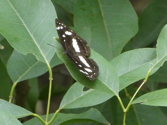 Phaedyma shepherdi