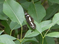 Phaedyma shepherdi