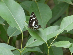 Phaedyma shepherdi