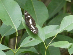Phaedyma shepherdi
