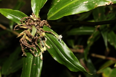 Pollia crispata