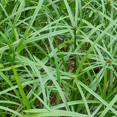 Cyperus aromaticus