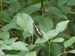 Phaedyma shepherdi