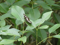 Phaedyma shepherdi