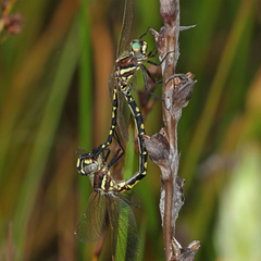 Synthemis eustalacta