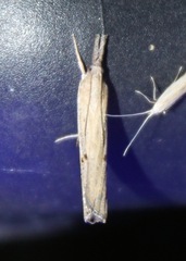Fissicrambus mutabilis