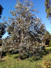 Eucalyptus gunnii