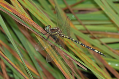 Synthemis eustalacta