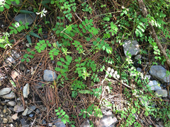 Astragalus nokoensis