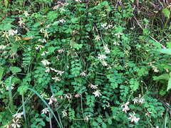 Astragalus nokoensis